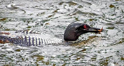 Wet Head Loon With Catch_DSCF4459.jpg - Common Loon (Gavia immer) photographed along the Rideau Canal Waterway at Smiths Falls, Ontario, Canada.